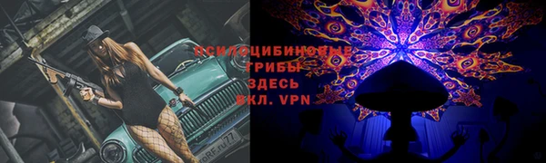 шишки Корсаков